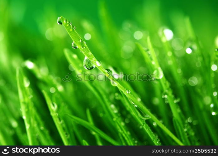 water drops on grass blade nature background