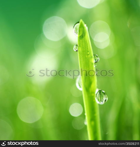 water drops on grass blade nature background