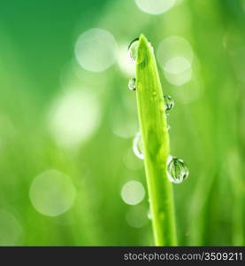 water drops on grass blade nature background