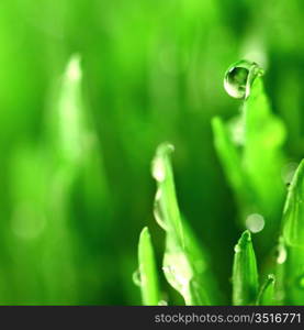 water drops on grass blade nature background