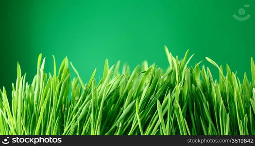 water drops on grass blade nature background