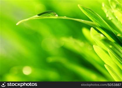 water drops on grass blade nature background. grass nature background