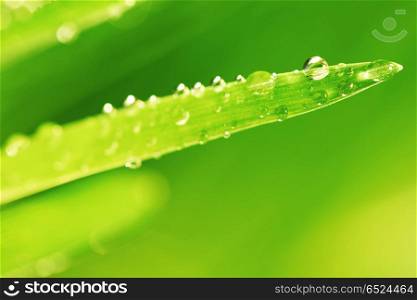 water drops on grass blade nature background. grass nature background