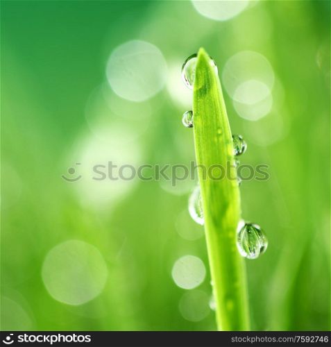 Water drops on grass blade nature background macro. Grass nature background