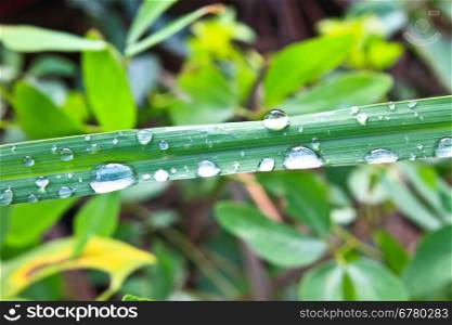 water drops on green grass in morning