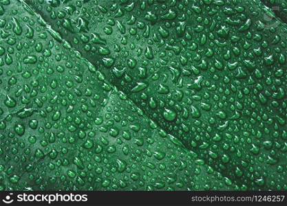 Water drops on green leaves. Drop of dew after the rain.