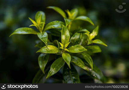 Water drops on green leaves of Allamanda Cathartica or Apocynaceae is a beautiful plant in garden. Nature background concept, Selective focus.