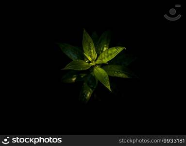 Water drops on green leaves of Allamanda Cathartica or Apocynaceae is a beautiful plant on Black background. Nature concept, Copy space, Focus and blur.