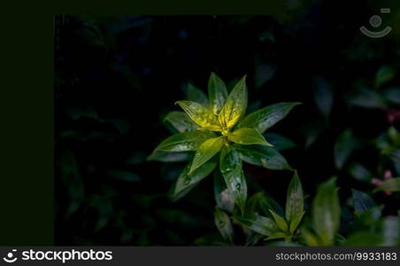 Water drops on green leaves of Allamanda Cathartica or Apocynaceae is a beautiful plant on Black background. Nature concept, Copy space, Selective focus.