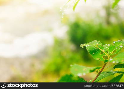 Water drops on green leaves. Rain in forest. Dew on trees early in morning