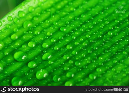 water drops on green plant leaf