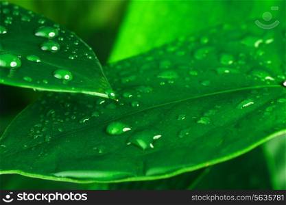 water drops on green plant leaf