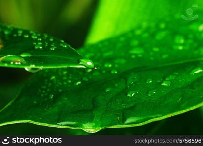 water drops on green plant leaf