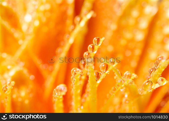Water drops on orange flower petals