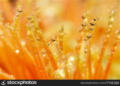 Water drops on orange flower petals