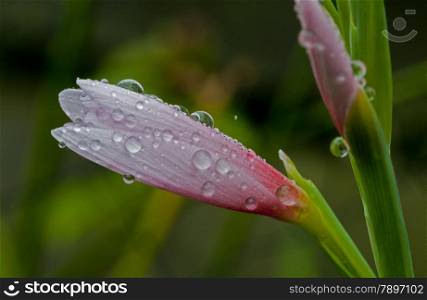 water drops on pink lelie flower