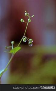 Water drops on plants