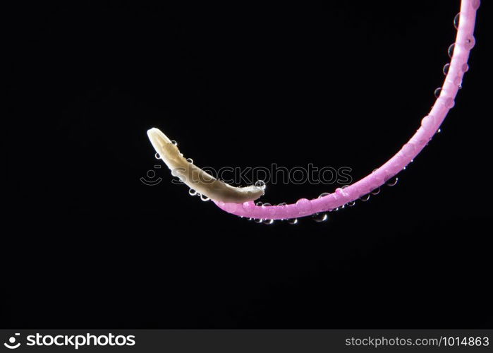 Water drops on pollen flower