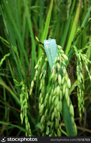 Water drops on rice leaves.