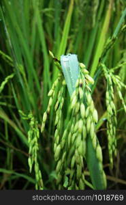 Water drops on rice leaves.