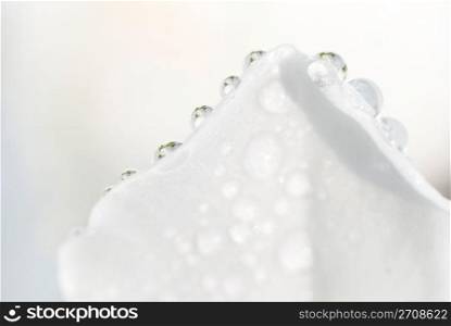 Water drops on soft petal