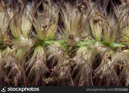 Water drops on the flower of Pennisetum