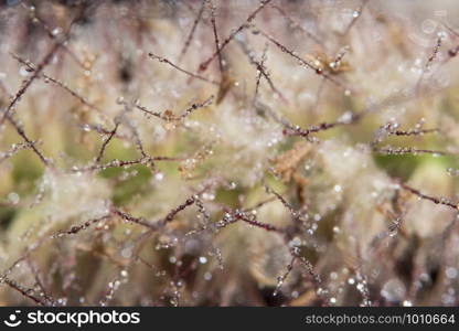 Water drops on the flower of Pennisetum