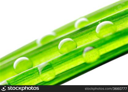 Water drops on the green grass blade isolated on white background