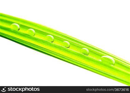 Water drops on the green grass blade isolated on white background