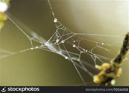 Water drops on the spider web