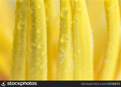 Water drops on yellow lotus pollen