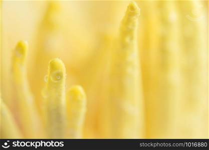 Water drops on yellow lotus pollen