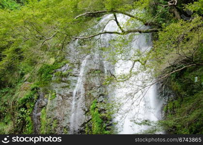 Water fall at the Mino Quasi National Park in Japan. Water fall at the Mino Quasi National Park in Japan with green maple tree