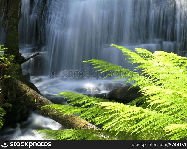 water fall in forest. water fall in rain forest in australia with fern leaves in foreground