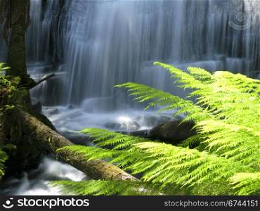 water fall in forest. water fall in rain forest in australia with fern leaves in foreground