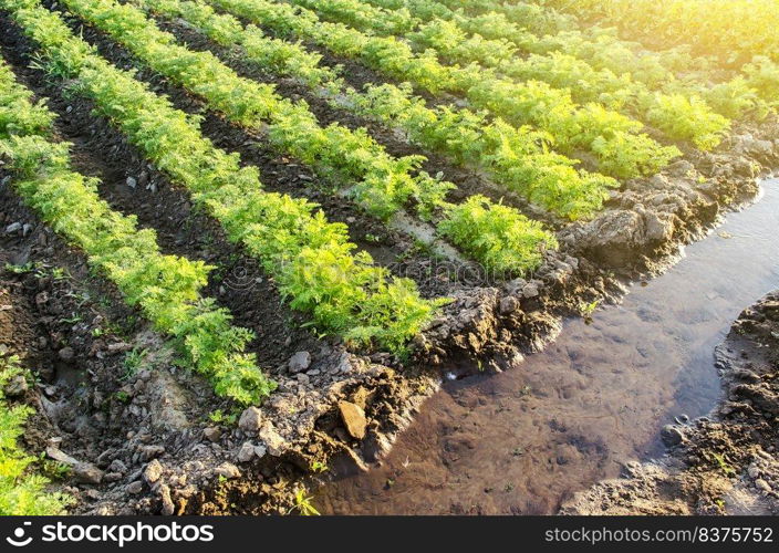 Water filled irrigation canal and green carrot plantation. Growing food on the farm. Growing care and harvesting. Agroindustry and agribusiness. Agronomy. European organic farming.