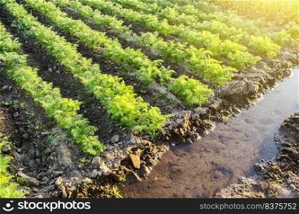 Water filled irrigation canal and green carrot plantation. Growing food on the farm. Growing care and harvesting. Agroindustry and agribusiness. Agronomy. European organic farming.