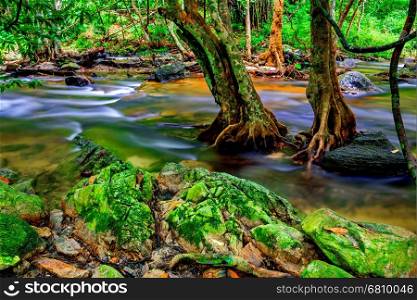 water flowing on the rain forest