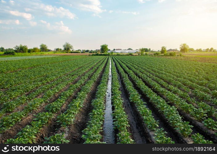 Water flows through an irrigation canal on a potato plantation. Providing the field with life-giving moisture. Surface irrigation of crops. European farming. Agriculture. Agronomy. Flow control