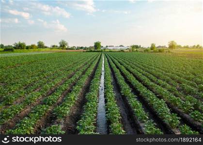 Water flows through an irrigation canal on a potato plantation. Providing the field with life-giving moisture. Surface irrigation of crops. European farming. Agriculture. Agronomy. Flow control