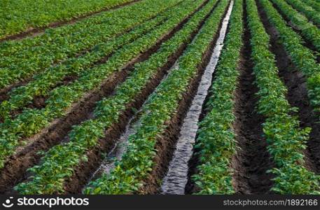 Water flows through an irrigation canal on a potato plantation. Surface irrigation of crops. European farming. Agriculture. Agronomy. Providing the field with life-giving moisture.