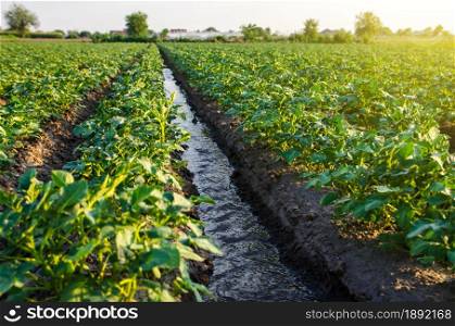 Water flows through an irrigation canal. Watering the potato plantation. roviding the field with life-giving moisture. Surface irrigation of crops. European farming. Agriculture. Agronomy.