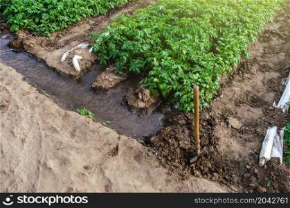 Water flows through canals into a greenhouse tunnel with a plantation of potato bushes. Growing crops in early spring using greenhouses. Farming irrigation system. Agriculture industry.