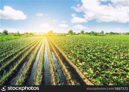 Water flows through irrigation canals on a farm leek onion plantation. Water supply system, cultivation in arid regions. Agriculture and agribusiness. Caring for plants, growing food.