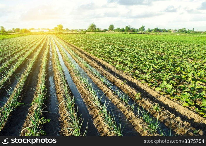 Water flows through irrigation canals on a farm leek onion plantation. Agriculture and agribusiness. Conservation of water resources and reduction pollution. Caring for plants, growing food.