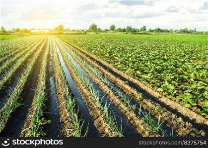 Water flows through irrigation canals on a farm leek onion plantation. Agriculture and agribusiness. Conservation of water resources and reduction pollution. Caring for plants, growing food.