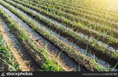 Water flows through irrigation canals on a farm leek onion plantation. Agriculture and agribusiness. Caring for plants, growing food. Conservation of water resources and reduction pollution.
