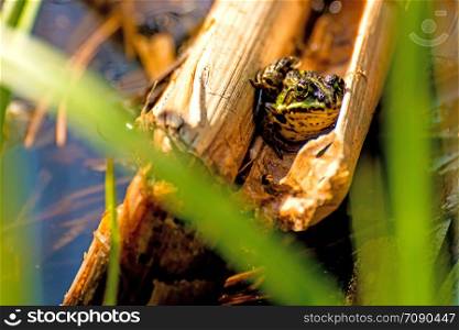 water frog in a moor reserve in Poland. water frog in a moor reserve in Poland
