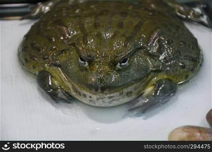 Water frog or Toad-Bull  Pyxicephalus abspersus  In the terrarium