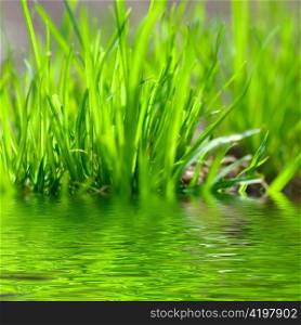 Water grass